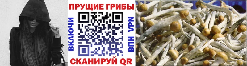 KRAKEN tor  Гусь-Хрустальный  Псилоцибиновые грибы Psilocybine cubensis 